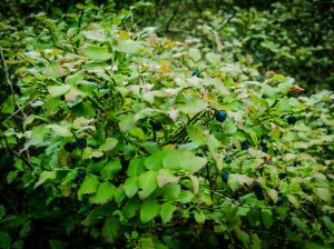Blaubeeren